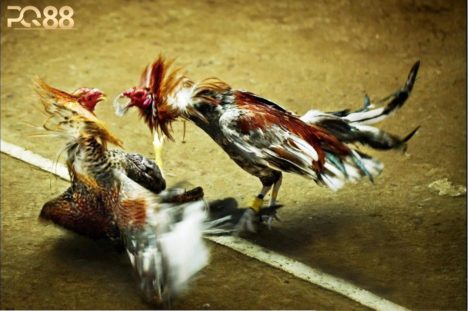 Đá Gà PQ88 – Chinh Phục Những Kèo Cược Hấp Dẫn