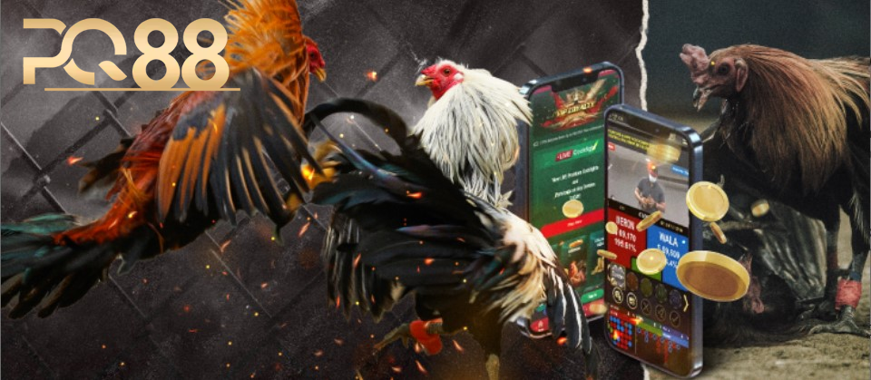 Chọn Đá Gà PQ88 – Nơi Cá Cược An Toàn và Hấp Dẫn